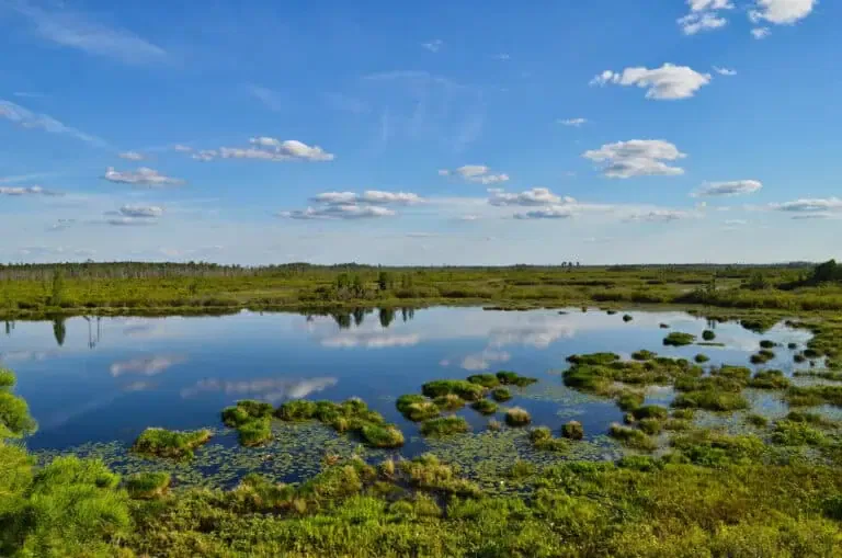 A serene landscape showcases a tranquil pond encircled by lush green vegetation under a clear blue sky with scattered clouds.