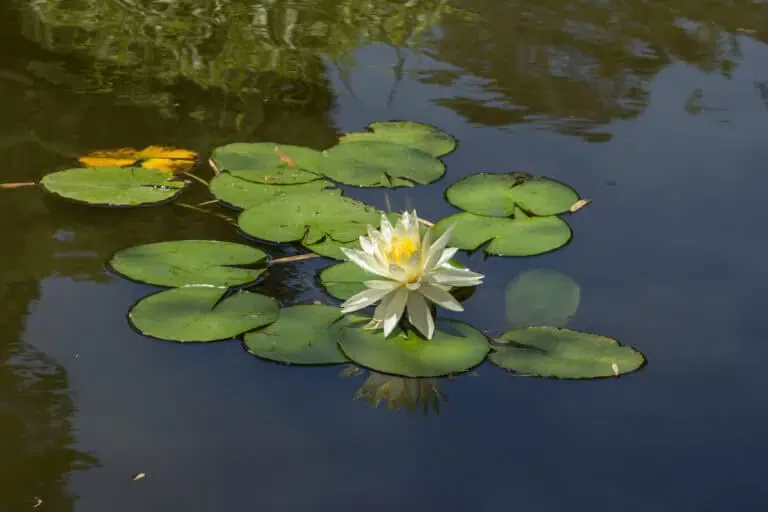 How To Remove Lily Pads