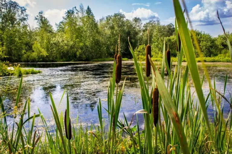 Mechanical Removal For Large-Scale Overgrowth