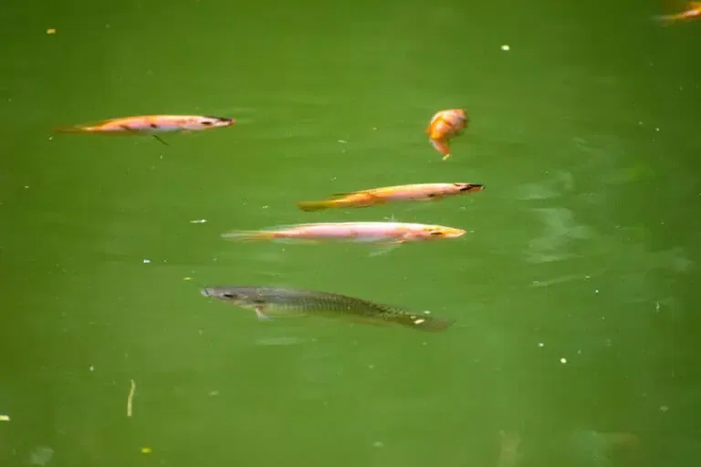 Protecting Fish And Aquatic Wildlife During Drought