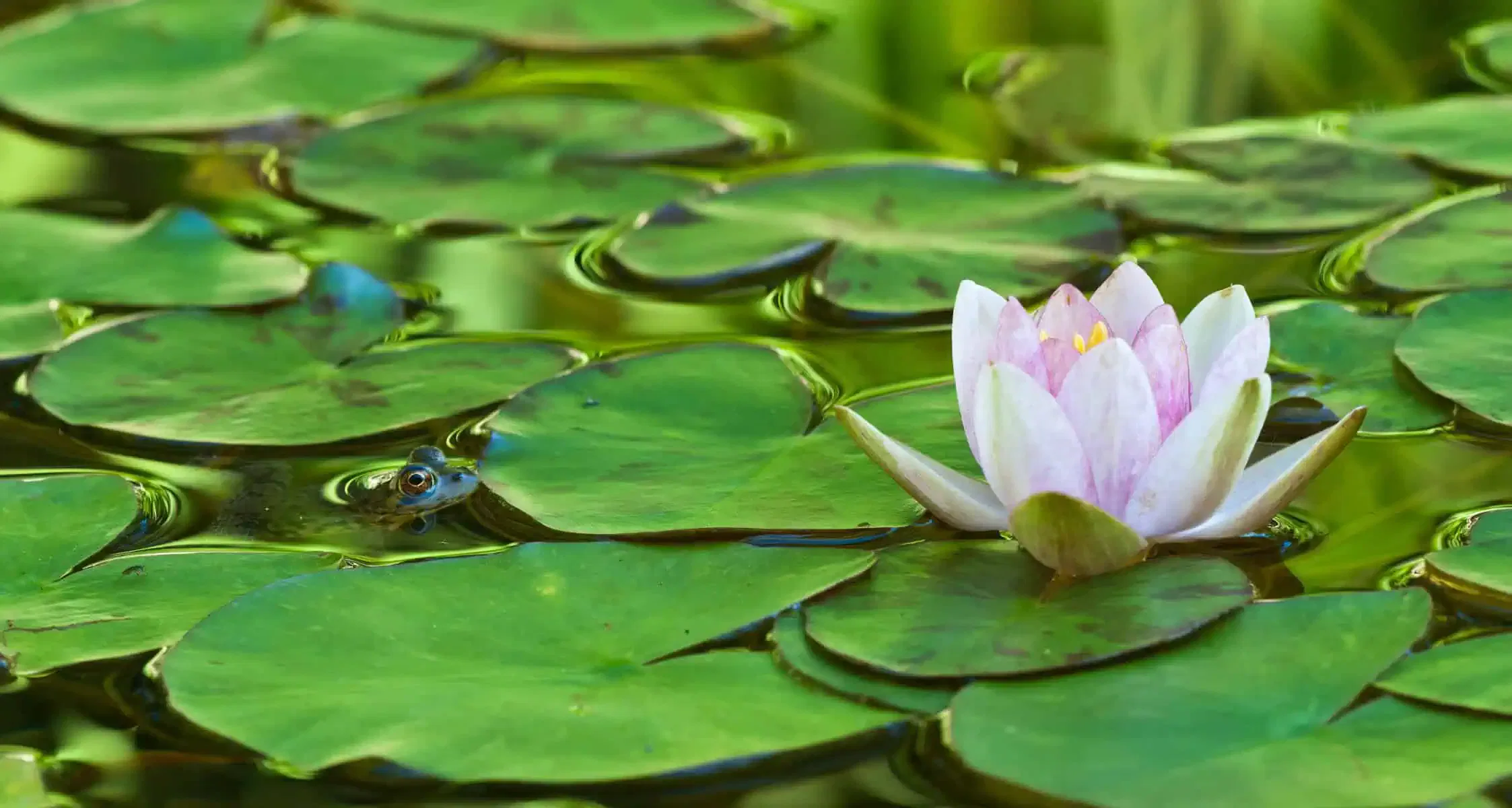 How To Safely Remove Lily Pads Without Harming Fish