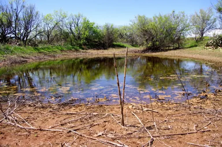 Understanding The Impact Drought Has On Ponds And Lakes