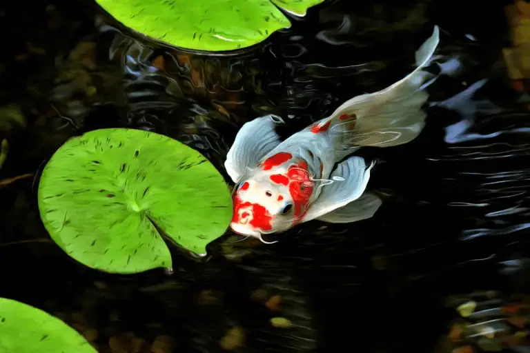 A white and orange koi fish swims near a green lily pad in a pond with rippling water.