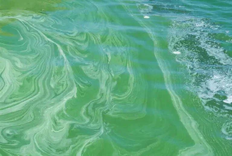 Pond algae blooms swirl in the water, creating marbled patterns near the surface, a common sight in California.