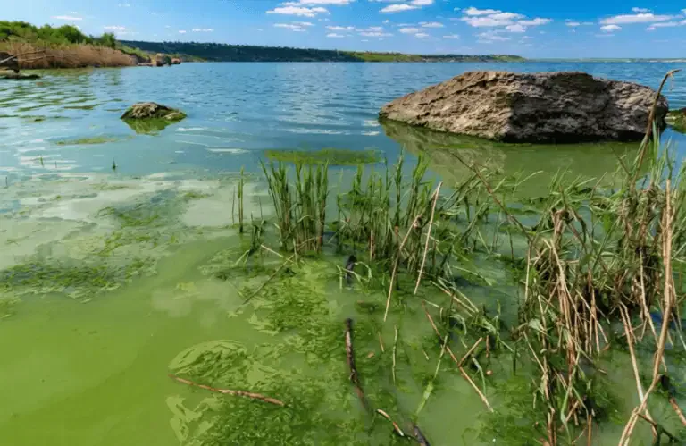 A California lake shoreline with rocks and reeds is covered in green pond algae blooms under a partly cloudy sky.
