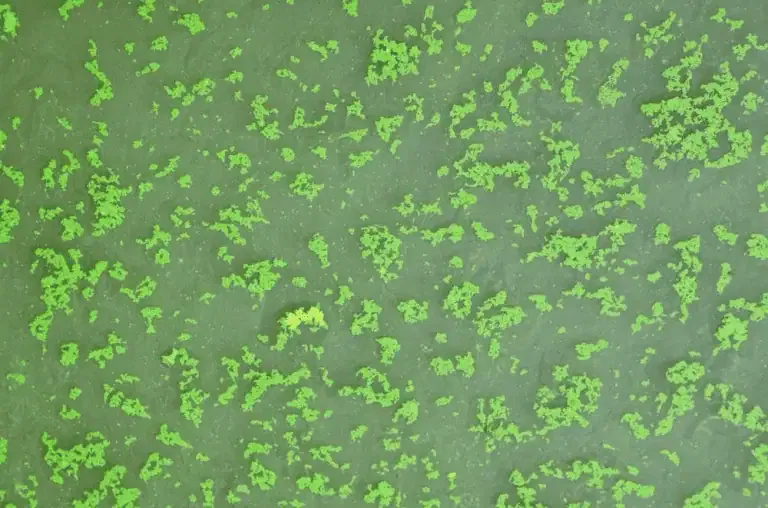 Green algae clusters, resembling typical pond algae, are scattered across the surface of murky water, viewed from above—an image reminiscent of seasonal algae blooms in California.