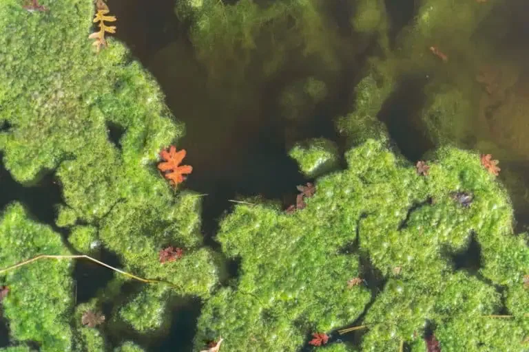 Green algae floating on the surface of water with scattered brown oak leaves, a common sight in California ponds, often indicates the causes behind pond algae blooms.