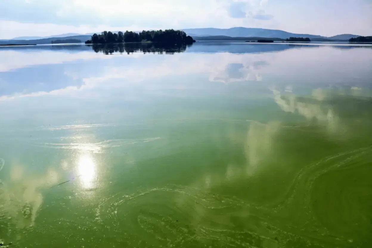 A calm California lake with green pond algae blooms on the surface reflects clouds and sunlight, with an island and hills in the background.