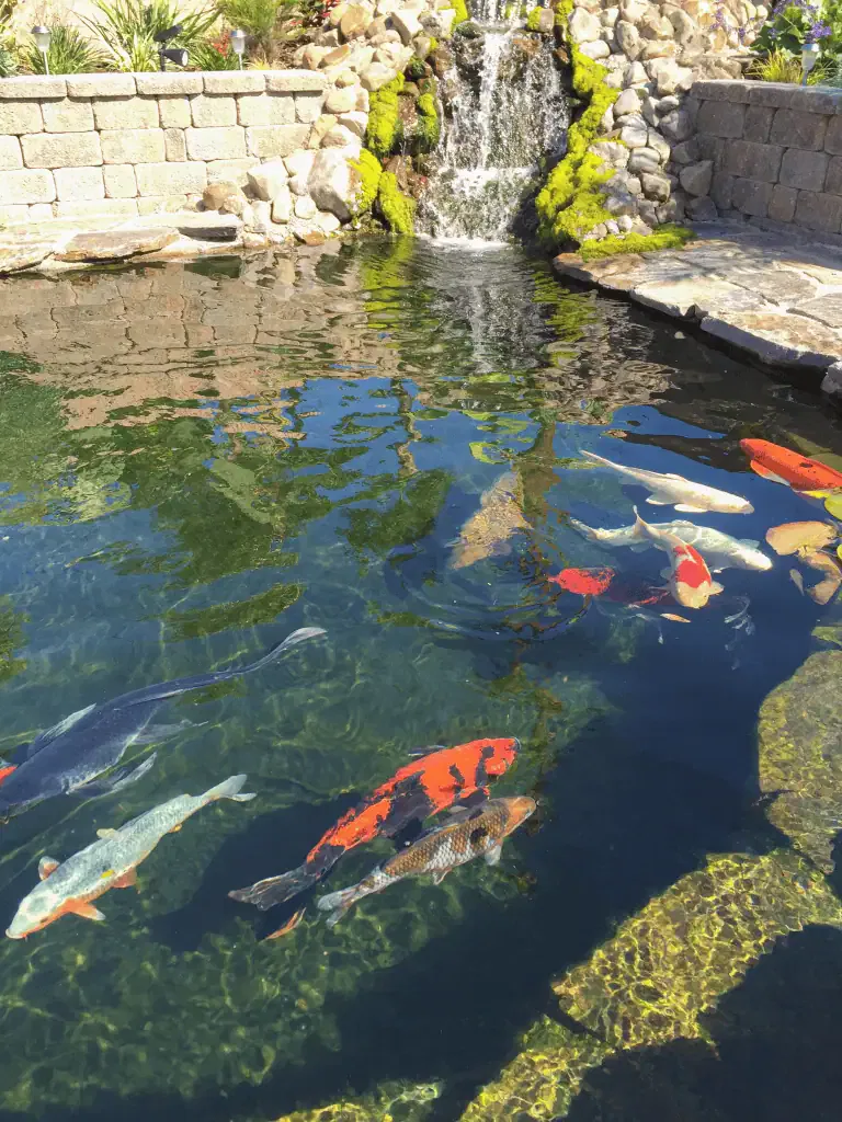 A koi pond with colorful fish swimming near the surface, clear water showing the pond bottom, and a small waterfall surrounded by rocks and greenery—proper care helps prevent fish death, a common cause of concern in backyard ponds.