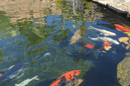 A koi pond with colorful fish swimming near the surface, clear water showing the pond bottom, and a small waterfall surrounded by rocks and greenery—proper care helps prevent fish death, a common cause of concern in backyard ponds.