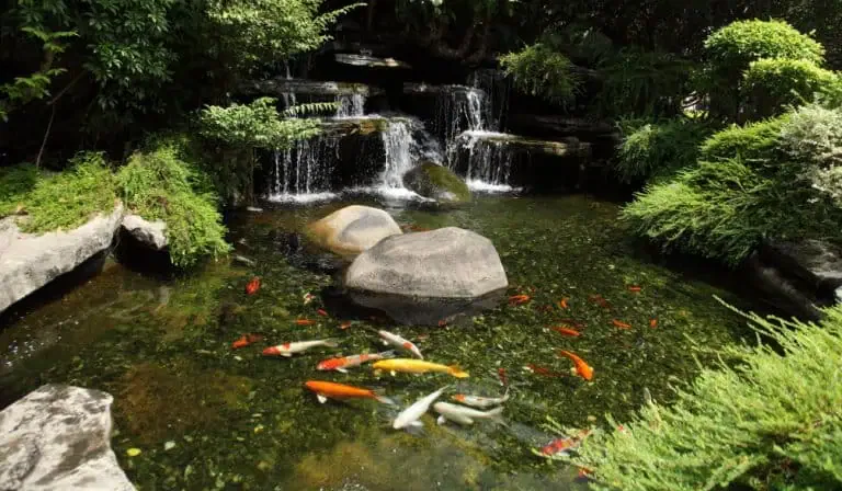 A small waterfall flows into a clear pond surrounded by rocks and greenery, with colorful koi fish swimming in the water—a perfect spot to practice backyard pond maintenance and ensure proper pond fish care.