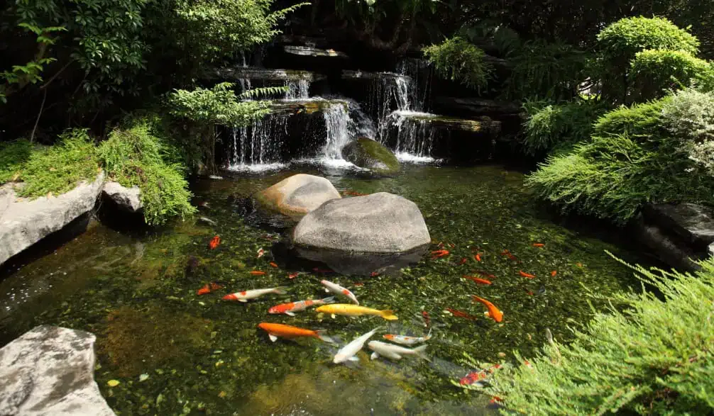 A koi pond with colorful fish, large rocks, green plants, and a small waterfall in a landscaped garden shows how to prevent common causes of fish die in backyard ponds while enjoying a thriving aquatic oasis.