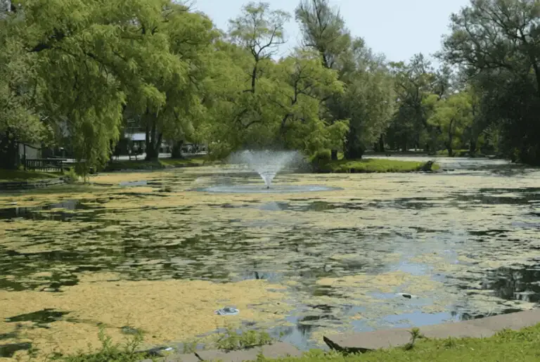 A pond covered with green algae and a central water fountain, surrounded by trees and grass on a sunny day—an ideal spot to observe California pond algae and explore natural pond algae prevention methods.