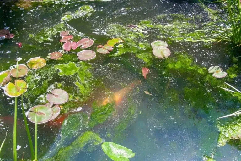 Pond water with algae (ideal for organic pond algae control), floating lily pads, and a faintly visible orange fish beneath the surface.