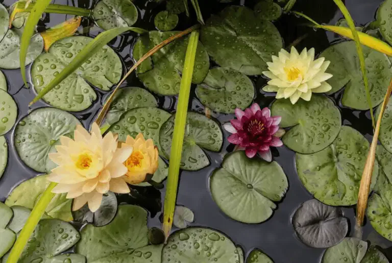 Three water lilies—two yellow, one dark pink—float among green lily pads with raindrops on a pond. A few long yellow-green leaves cross over the pads, showcasing the beauty that organic pond algae control brings to serene waters.