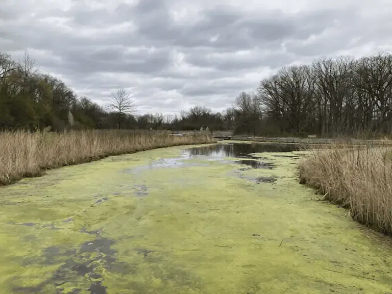 A pond with green algae on the surface, surrounded by tall dry grass and trees under a cloudy sky—ideal for showcasing natural algae removal methods and organic pond algae control in effective California pond maintenance.