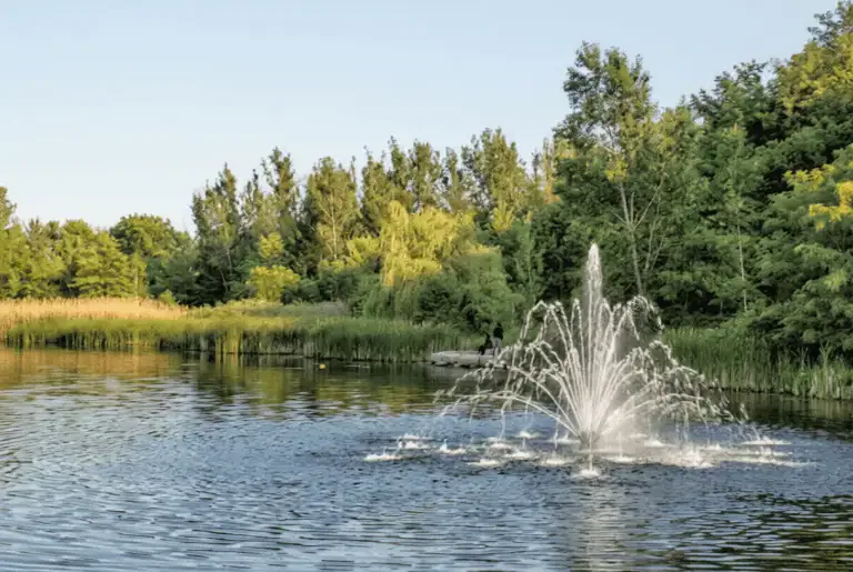 A water fountain sprays in the middle of a pond surrounded by dense green trees and tall grasses under a clear sky, highlighting natural algae prevention techniques from the California pond guide.