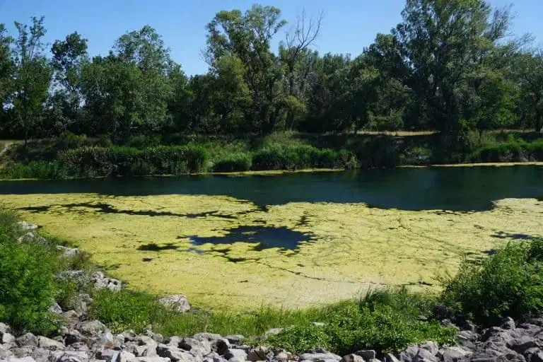 A calm river partially covered with green algae, surrounded by trees and rocks on a clear day—perfect inspiration for natural algae removal as seen in the California pond guide.