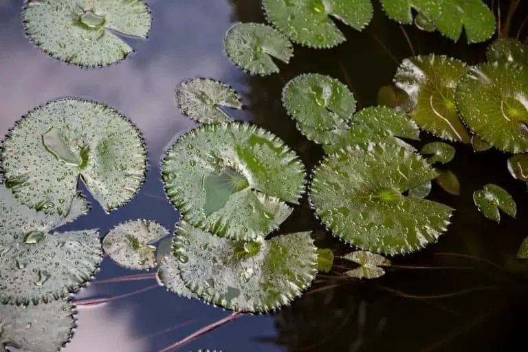 Green water lily leaves with jagged edges and water droplets float on the dark pond, reflecting the sky—while proper pond maintenance helps prevent that unpleasant rotten egg smell.