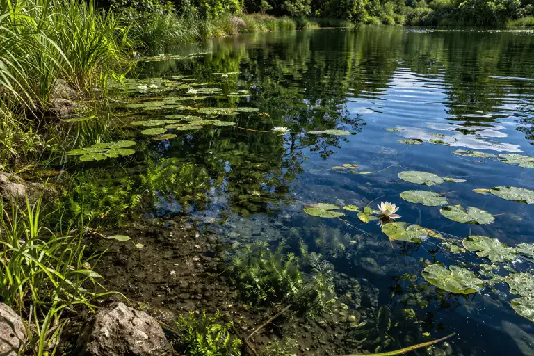A calm pond with clear water, green lily pads, and white water lilies, surrounded by tall grass and lush vegetation—good pond maintenance helps prevent unpleasant pond smells like rotten eggs.