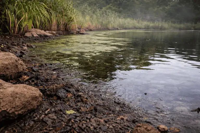 Rocky, muddy lakeshore with green reeds and calm water under overcast skies. Wet leaves cover the shoreline, and algae are visible on the surface—common pond odor causes that can lead to a pond smelling like rotten eggs if not managed.