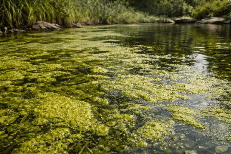 Green algae covering the surface of a shallow pond near the shore, with grasses and rocks visible along the bank in the background—a scene that can reveal common pond smell causes if odors like rotten eggs are present.