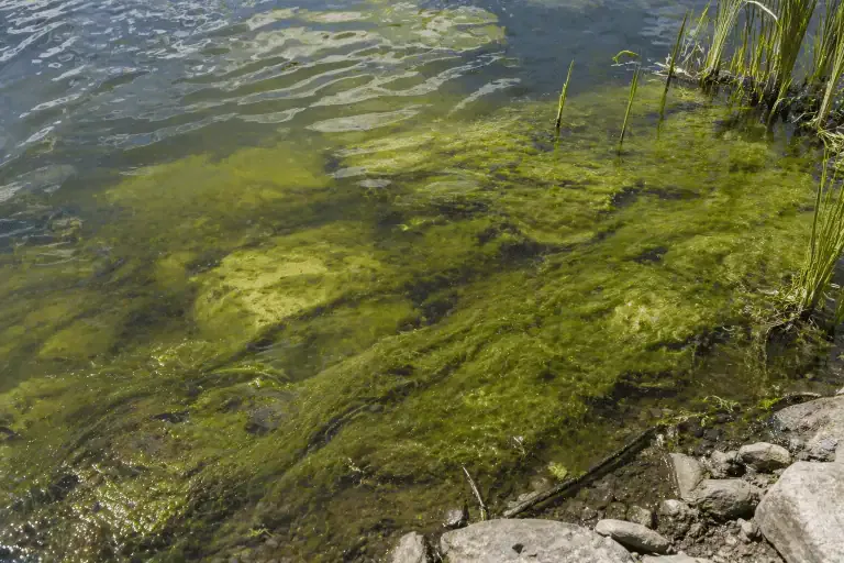 Green algae growing along the shallow, rocky edge of a freshwater body, with some reeds and clear water visible—ideal for showcasing natural algae prevention techniques and organic pond algae control methods.