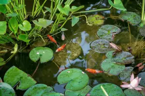 Several orange and white fish swim among green lily pads and aquatic plants in a clear pond, showcasing the beauty possible after proper koi pond installation.