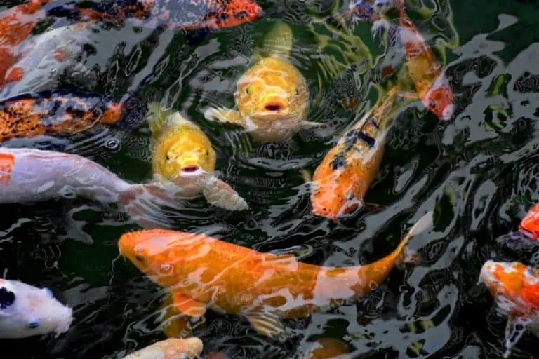 A group of colorful koi fish, including orange, yellow, and white, swim near the surface of a pond with rippling water—a beautiful example of expert koi pond setup.