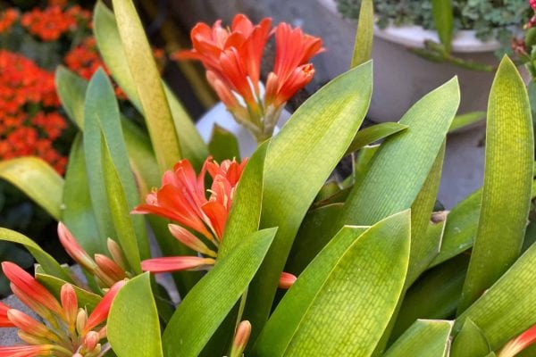 A close-up of orange flowers with long green leaves in a garden setting, showcasing ongoing gardening projects. Additional pots of plants are visible in the background.