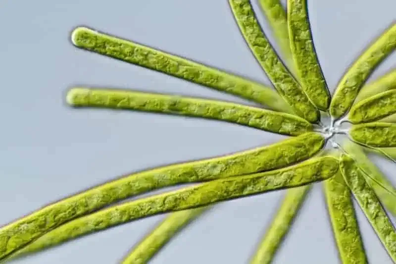 Fire algae Pyrrophyta cleaning | Lake Management Inc.