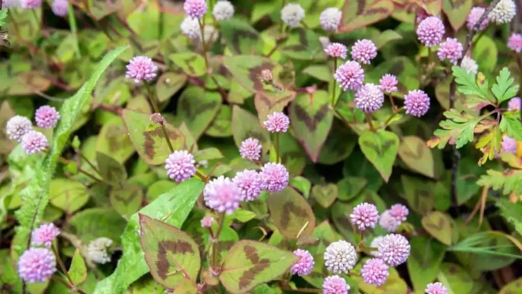 Smartweed plant removal | Lake Management Inc.