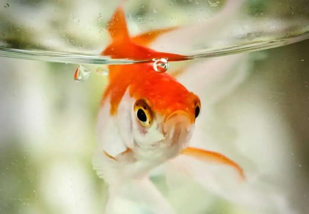 Small Feeder Fish OC 1024x709 1 | Lake Management Inc.