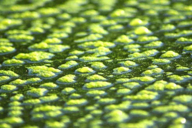 Yellow green algae management 1 | Lake Management Inc.