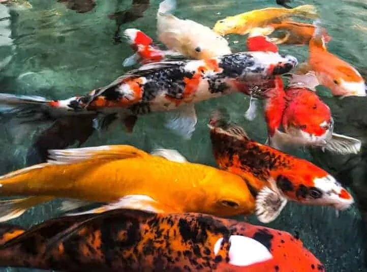 clear koi pond water thanks to amazing filtration 1 | Lake Management Inc.