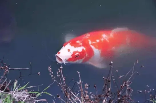 A large koi fish swimming in a pond.