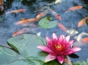 pond maintenance 2 | Lake Management Inc.