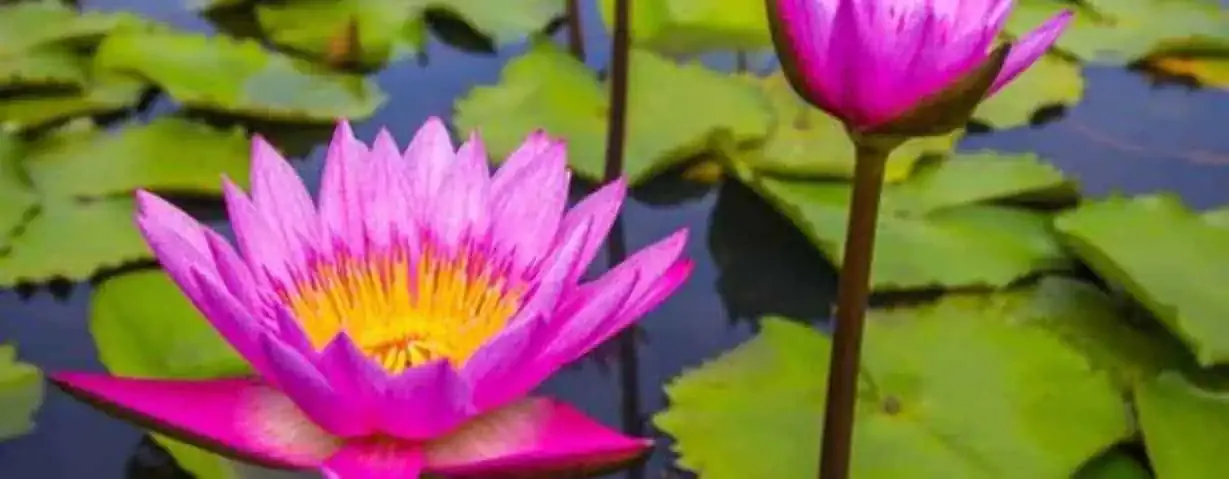 pond plant supply and installation orange county ca | Lake Management Inc.