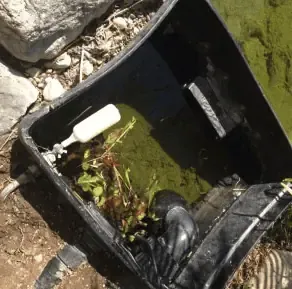 weekly koi pond maintenance | Lake Management Inc.