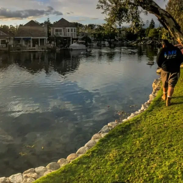 A man is walking along a pond in front of a house, observing the presence of invasive weeds.
