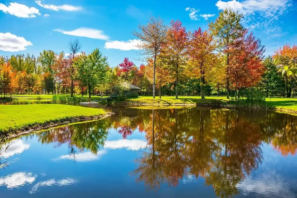 A retention basin, also known as a stormwater pond, surrounded by trees.