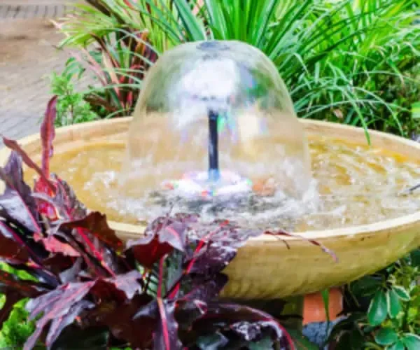 An aquatic fountain in a garden.