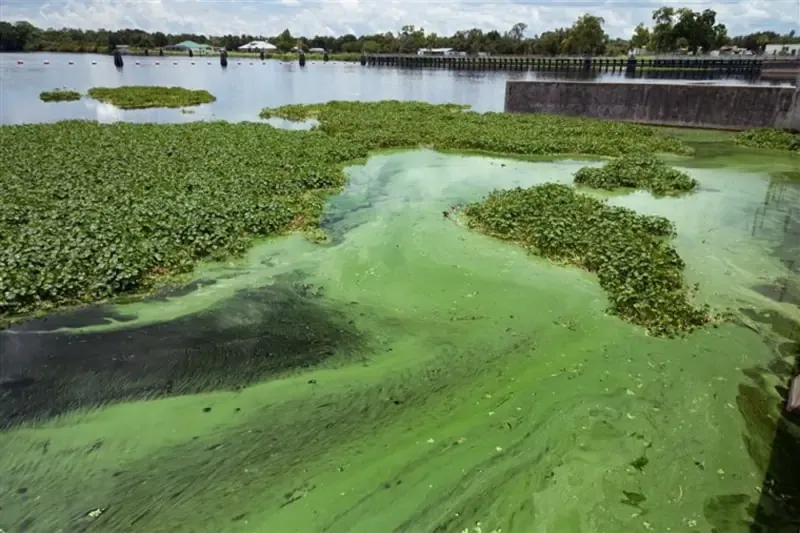 Algae blooms, also known as toxic algae, in a body of water.
