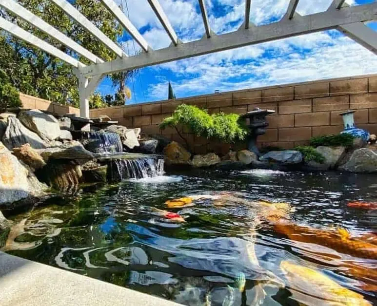 A koi pond in a backyard with a waterfall.