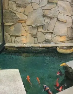 A koi pond with a statue in the middle.