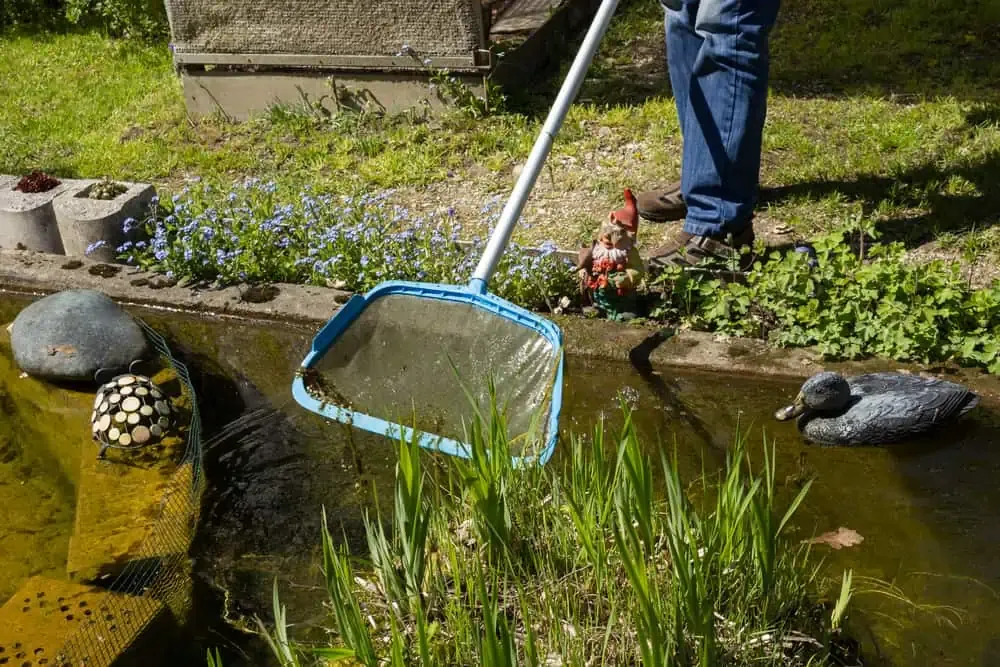 koi pond cleaning