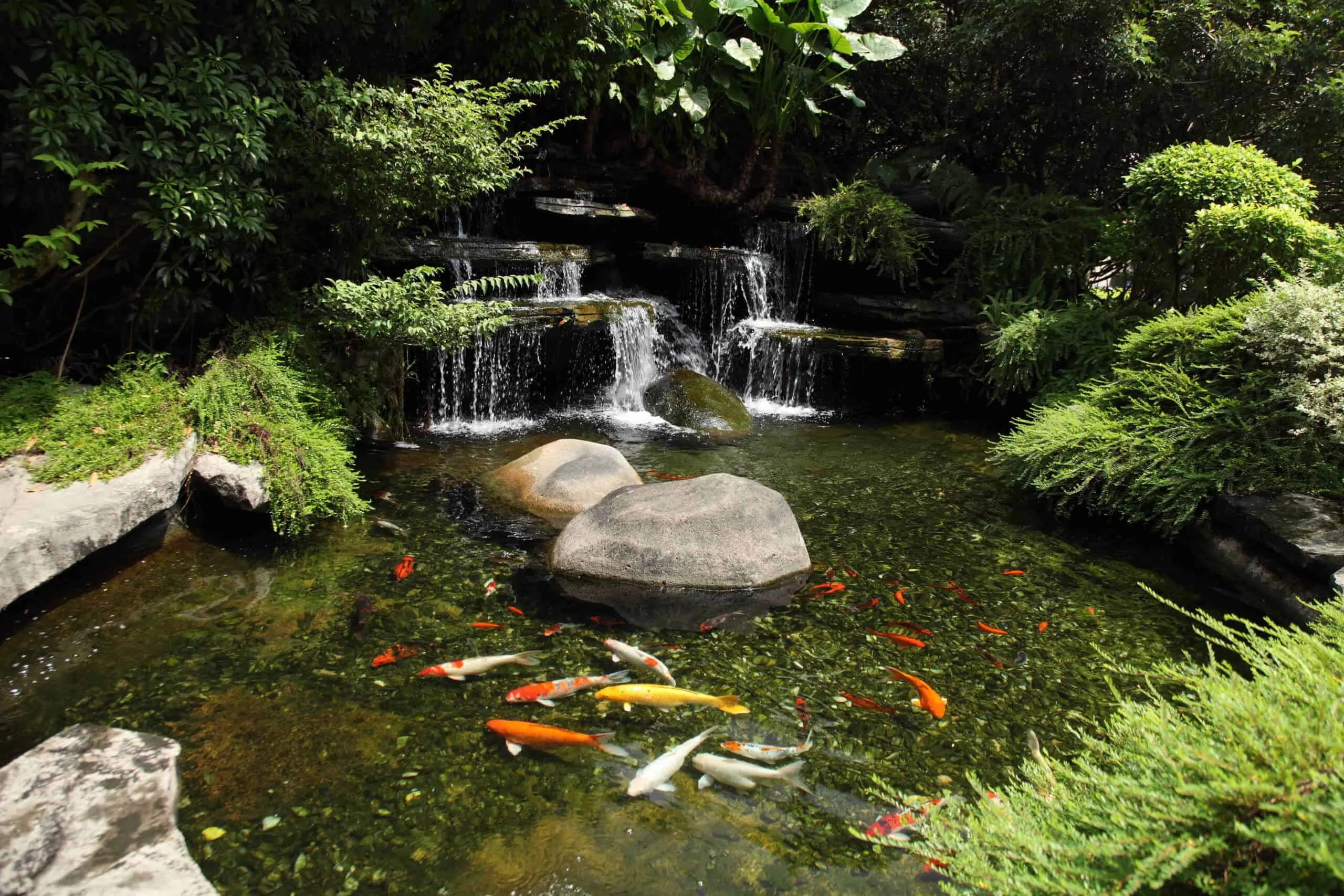 A small waterfall cascades into a tranquil koi pond with various colorful koi fish swimming, surrounded by lush greenery, showcasing exceptional pond services.