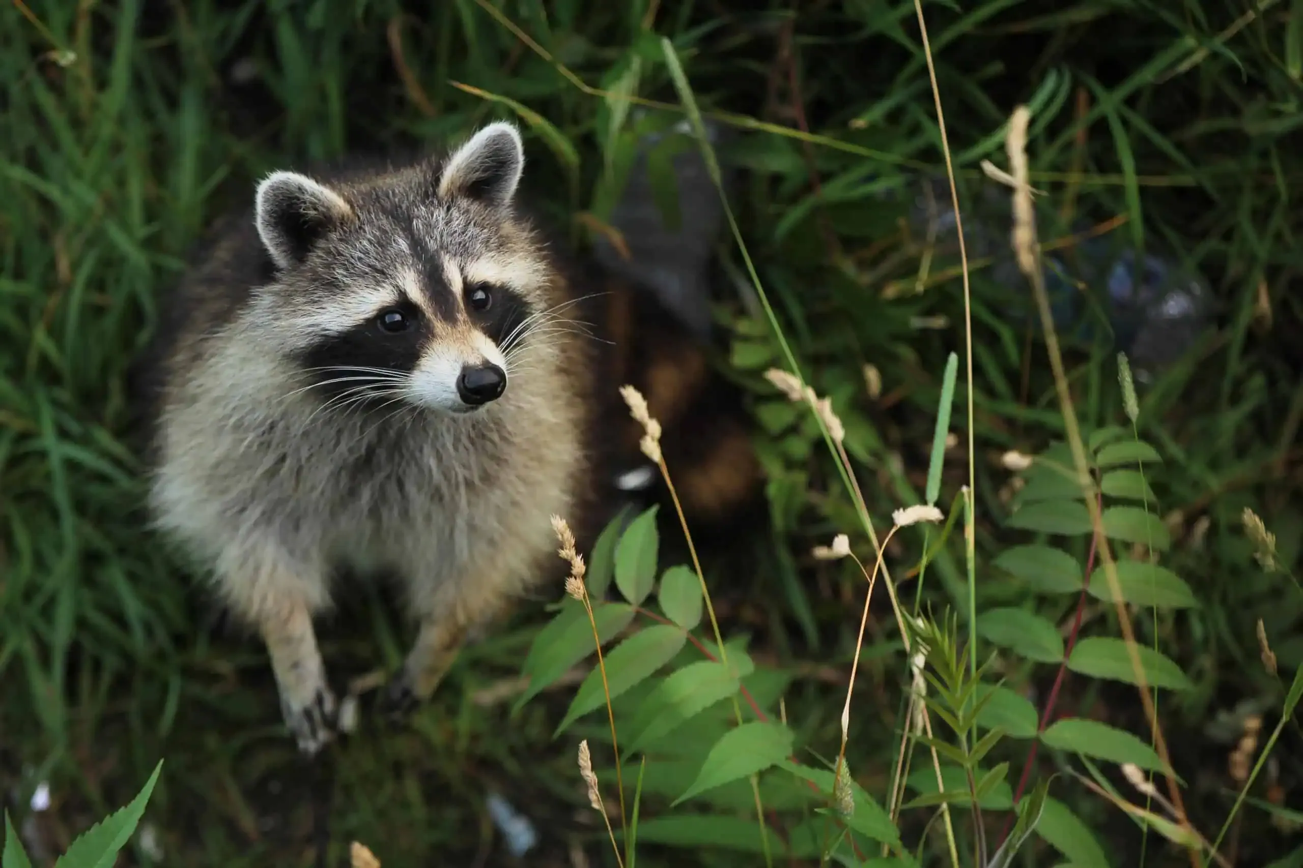 A raccoon stands amidst tall grass and plants, looking slightly to the side, blending seamlessly into its habitat. Its keen eyes seem ever watchful, hinting at the predatory instincts within this curious species.