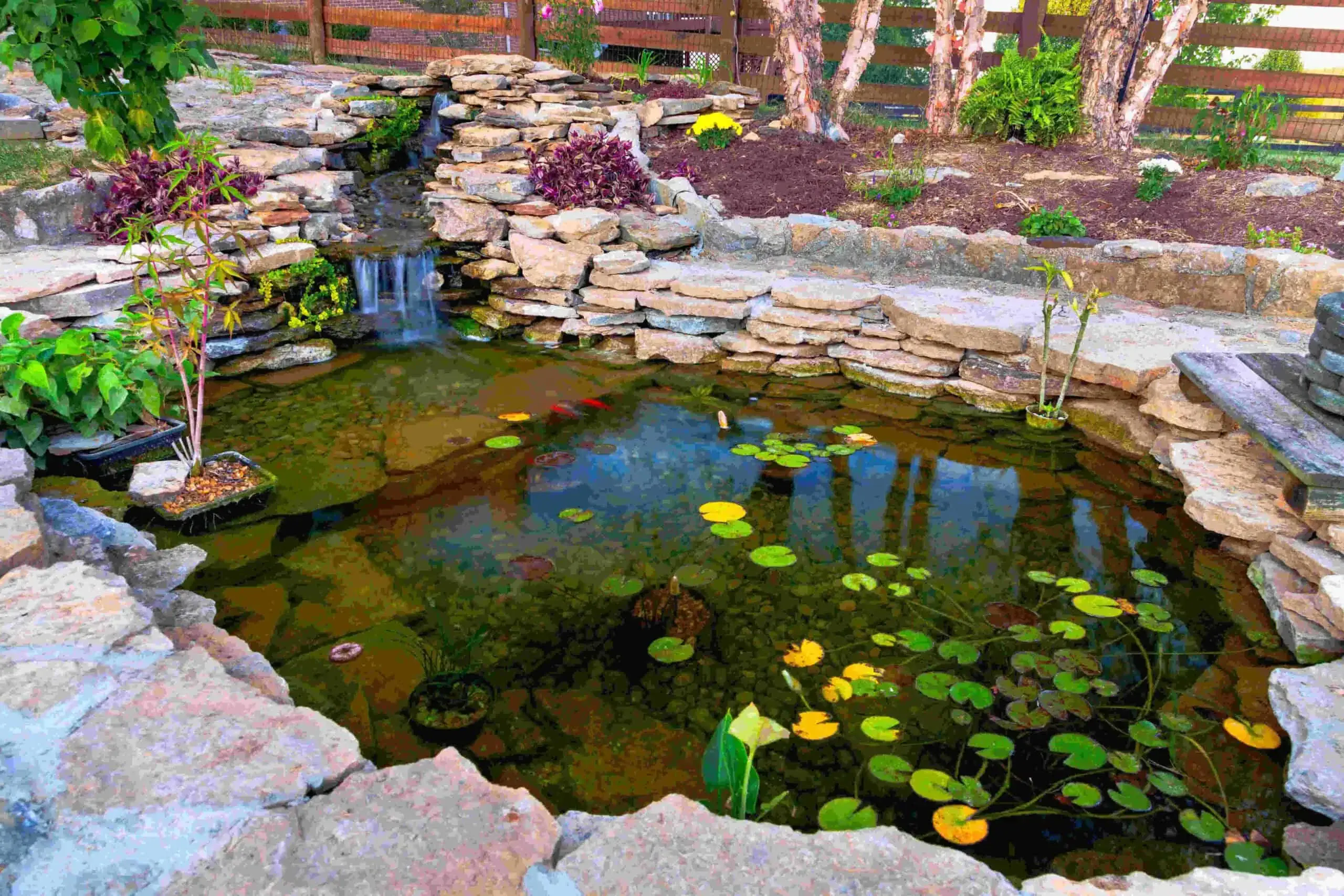 A small backyard pond with clear water, lily pads, and a few fish. It is surrounded by stacked stone and has a small waterfall on one side. Pond construction was expertly done, ensuring tranquility. There are plants and trees in the background.
