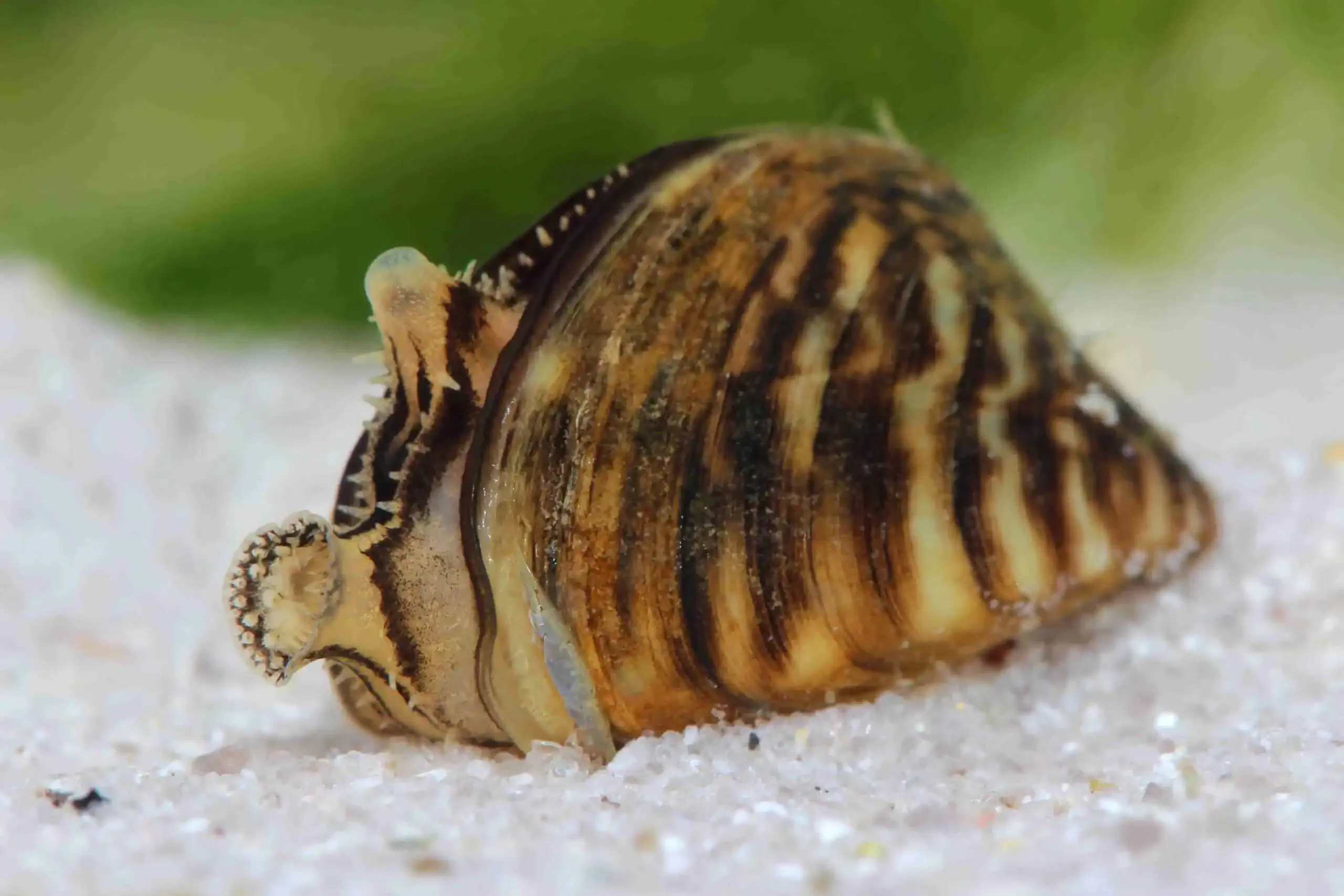 A close-up image of a zebra mussel, an aquatic invasive species, resting on a sandy underwater surface. The shell is brownish with distinct dark stripes, highlighting the predatory nature of this aquatic menace.